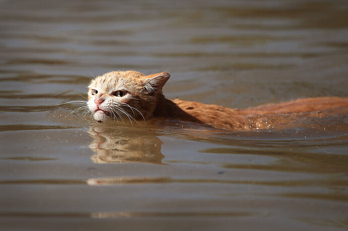 grumpy-harvey-cat