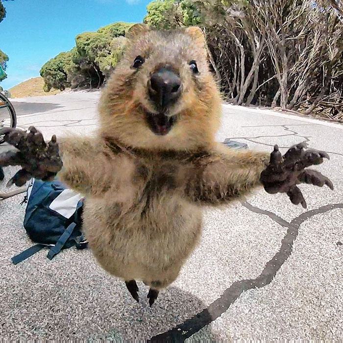 seznamte-se-s-quokkou-nejroztomilejsim-klokankem-na-svete