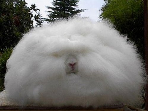 le-lapin-angora_8233_w560