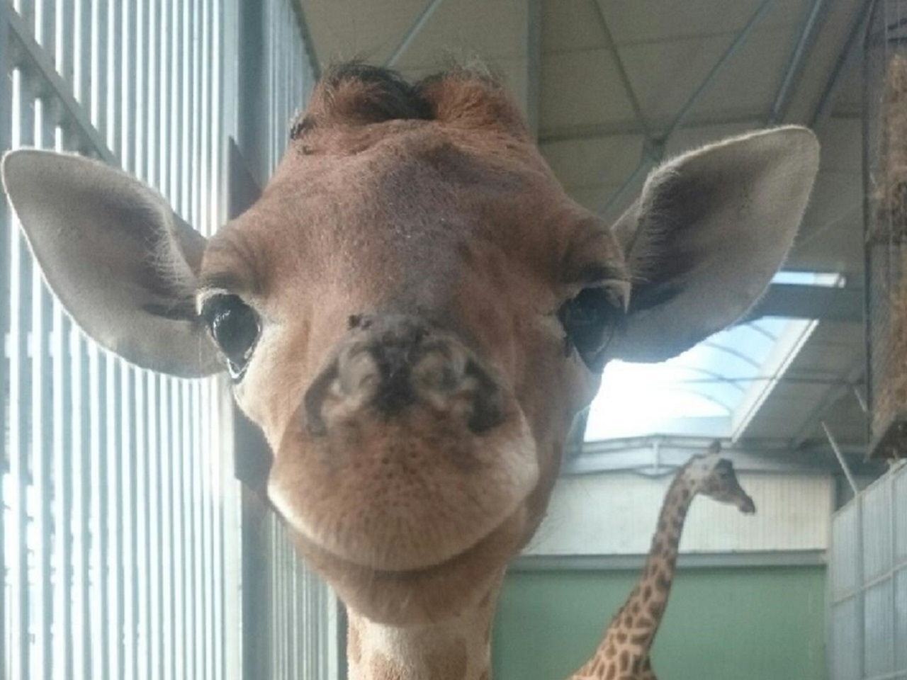 girafon-actu