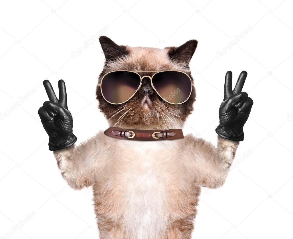 depositphotos_45714165-stock-photo-cat-with-peace-fingers-in