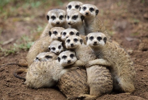 group-hugs-cute-animals