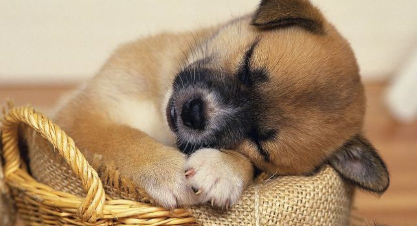 Cute-Dog-Sleeping-Positions-29-830x450