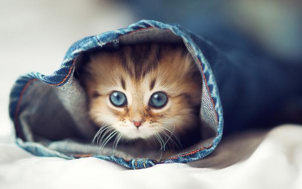 6784049-cute-cats_grande