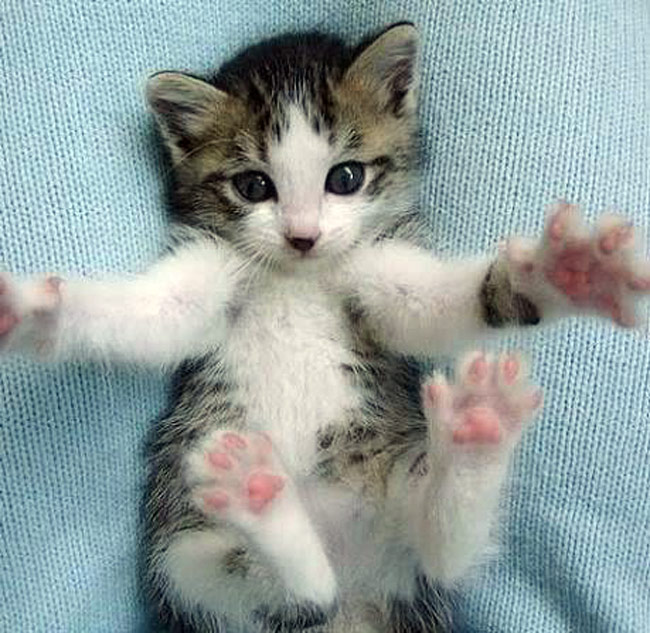cat