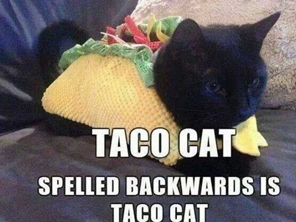 210007-Taco-Cat