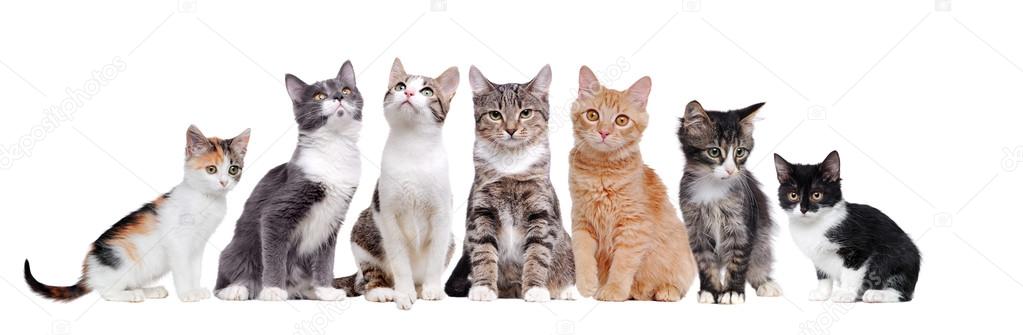 depositphotos_126432526-stock-photo-a-group-of-cats-sitting