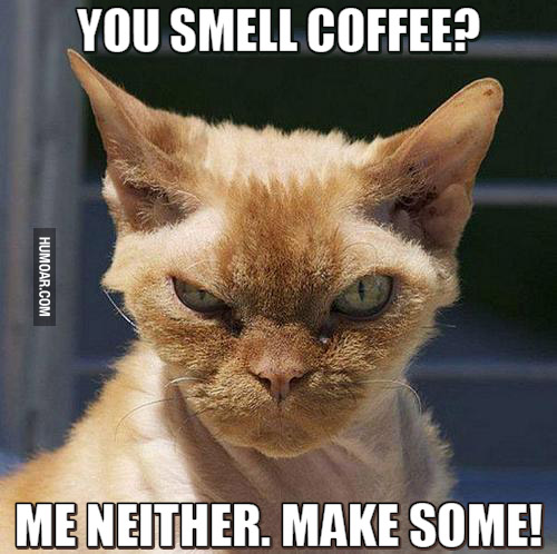 you-smell-coffee-angry-cat