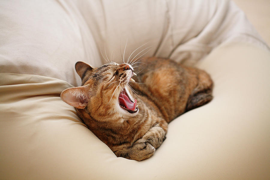 cat-yawn-on-bed-junku