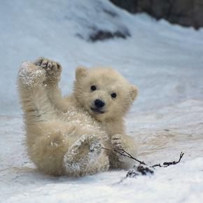 c1f72f68f0cacae6ac7b283f8c06d43e--baby-polar-bears-teddy-bears