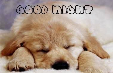 75541-Good-Night-Puppy