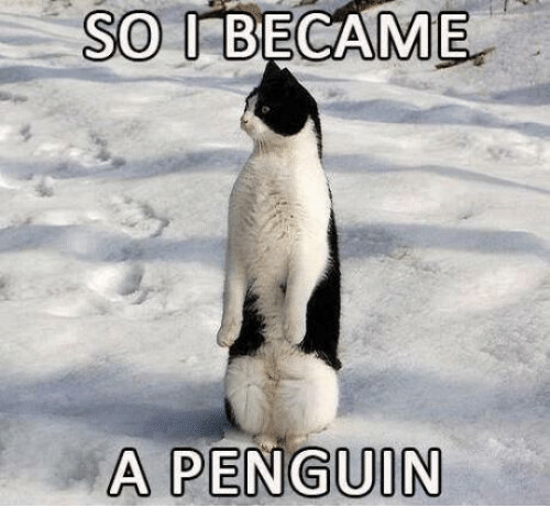 so-i-became-a-penguin-13509724