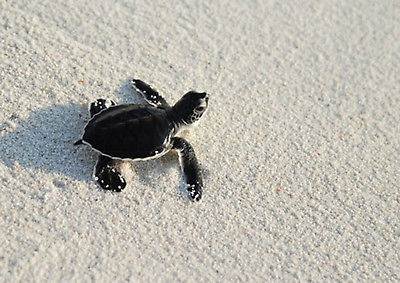 wall-mural-little-turtle-photo-wallpaper-large-size-wall-art-beach-sand-turtle-509-p