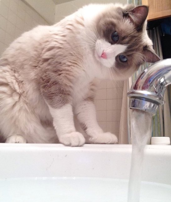 6-102828-ragdoll-looking-at-water-1431542702