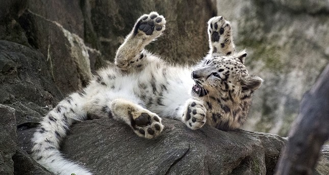 645x344-ghost-cat-bronx-zoo-welcomes-new-baby-snow-leopard-just-in-time-for-halloween-1509108606155