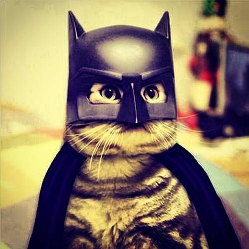 chat-deguisement-batman